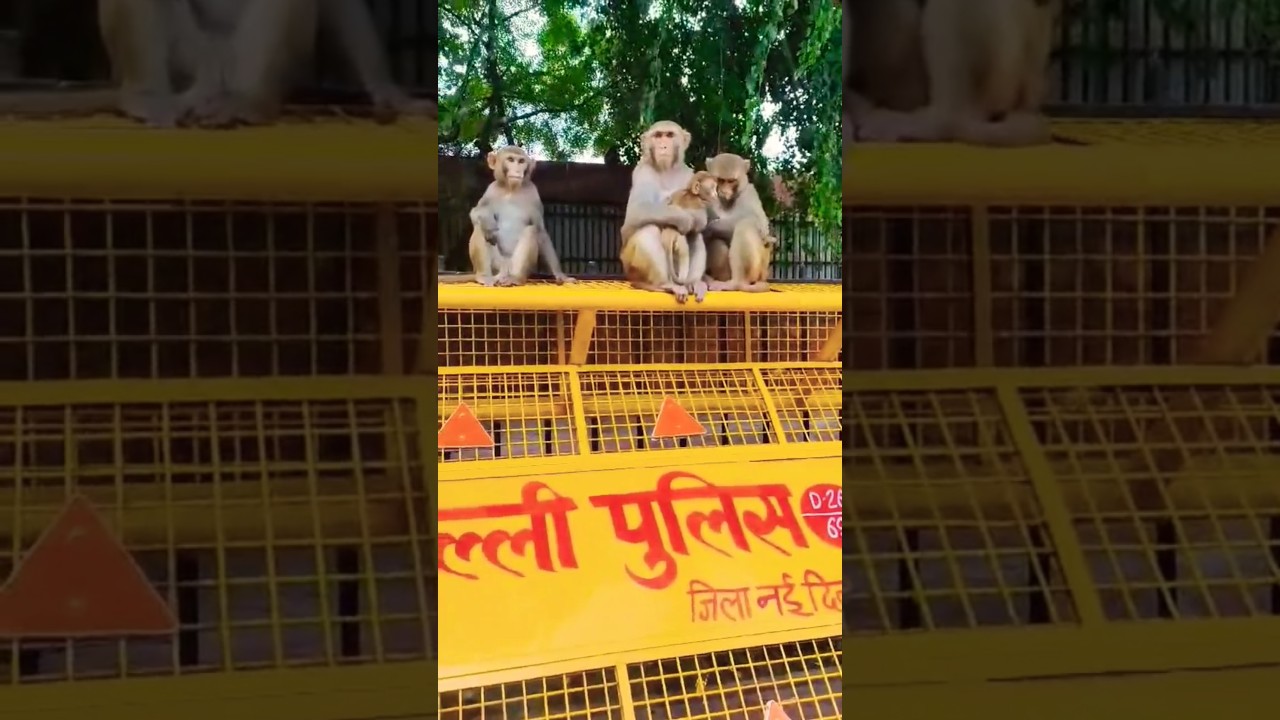 Monkey's Family & Future Plan (Just Imagine)