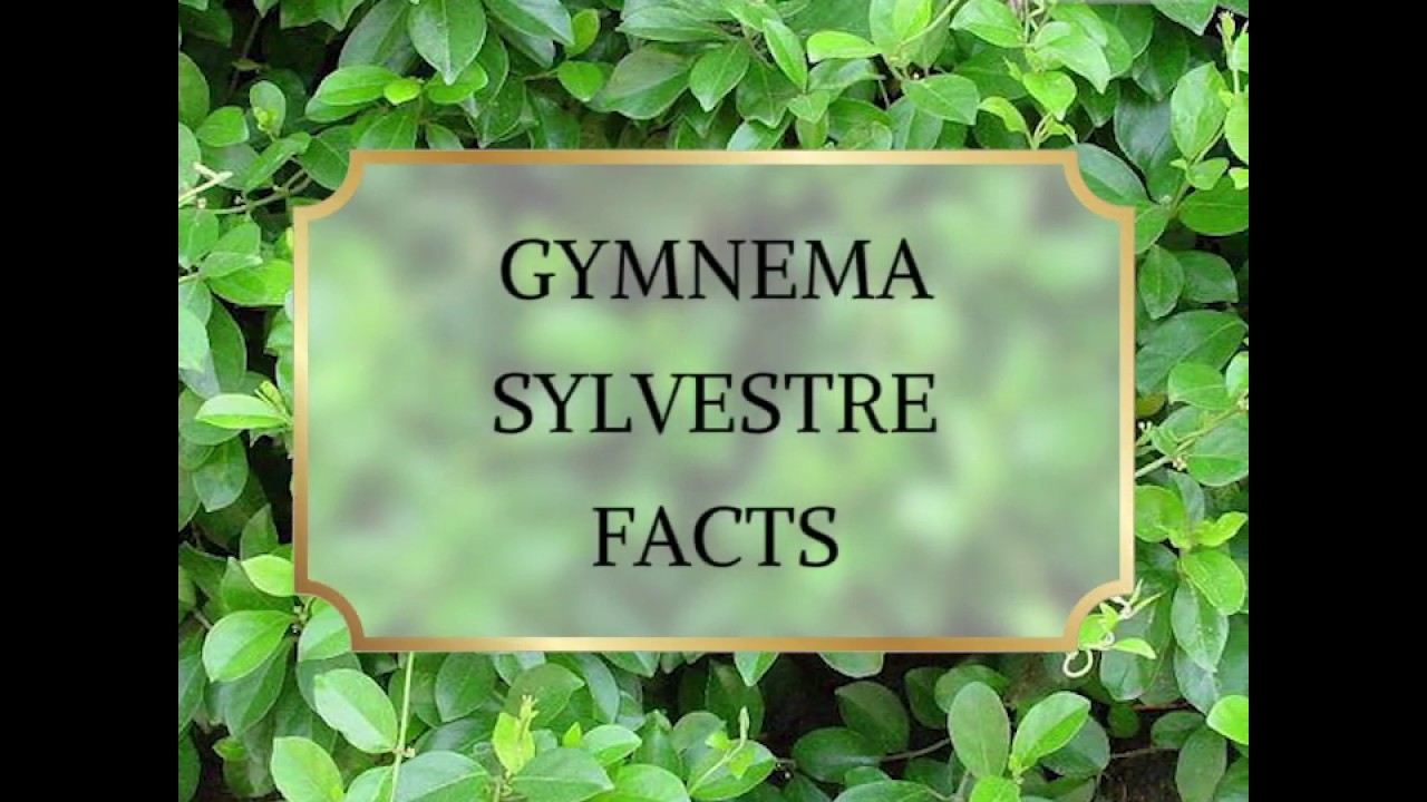 The Destroyer Of Sugar - Gurmar