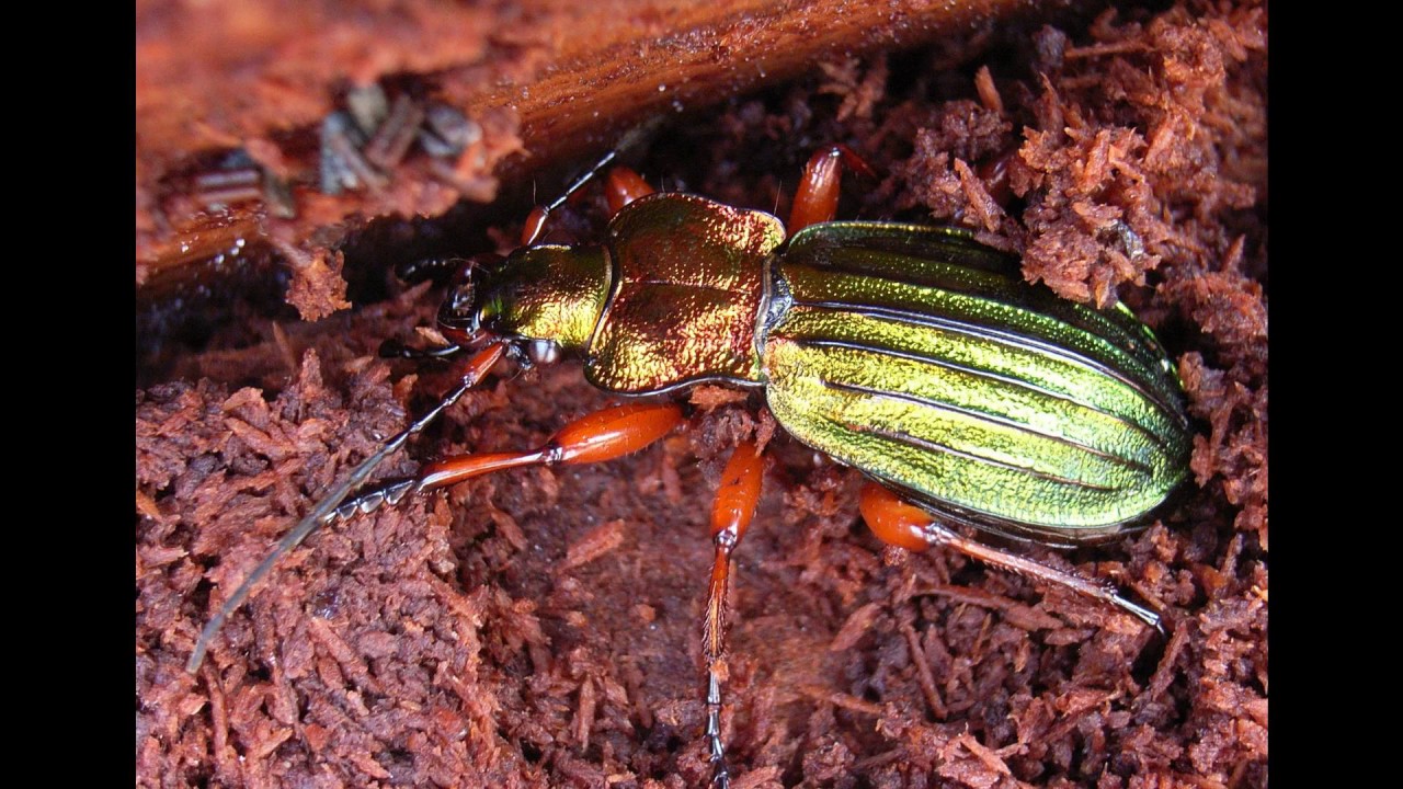 [Wikipedia] Carabus torosus