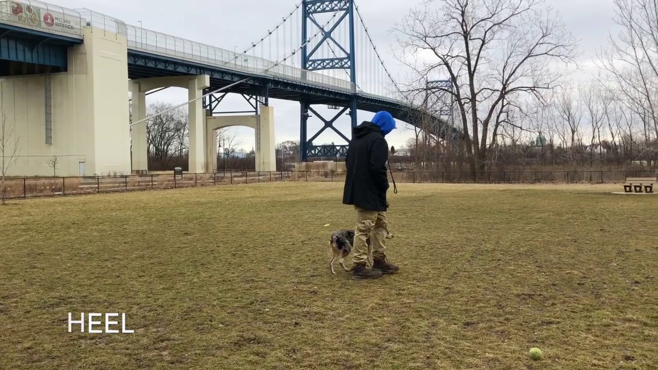 Dog Training: Mini Aussie Shepherd/ Blue Heeler Mix, Enyo! Before/After Training