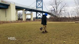 Dog Training: Mini Aussie Shepherd/ Blue Heeler Mix, Enyo! Before/After Training