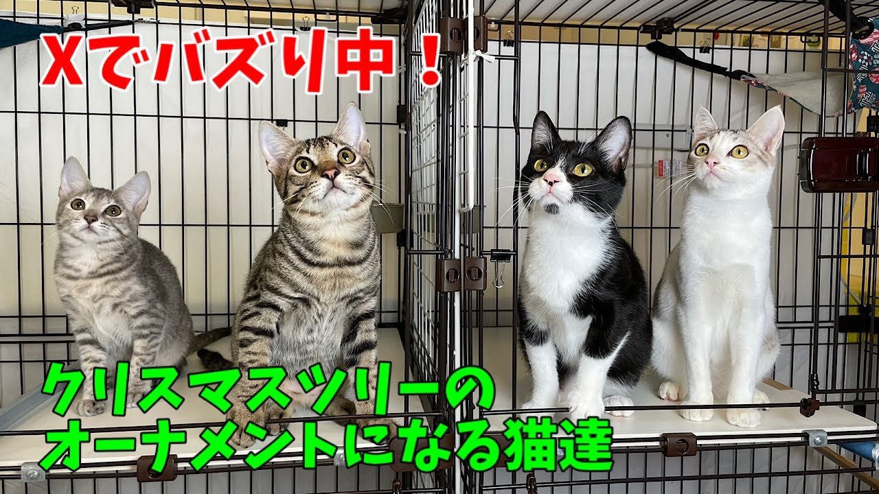 A rescued cat from Okinawa is creating a buzz on X - YouTube