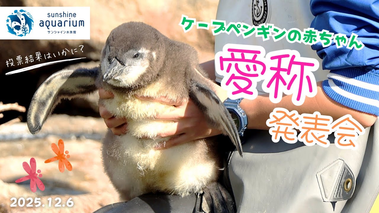 【ケープペンギン】ケープペンギンの赤ちゃん愛称発表会の様子2025【サンシャイン水族館】