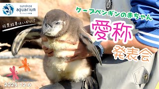 Cape Penguin] Cape Penguin Baby Nickname Announcement Ceremony