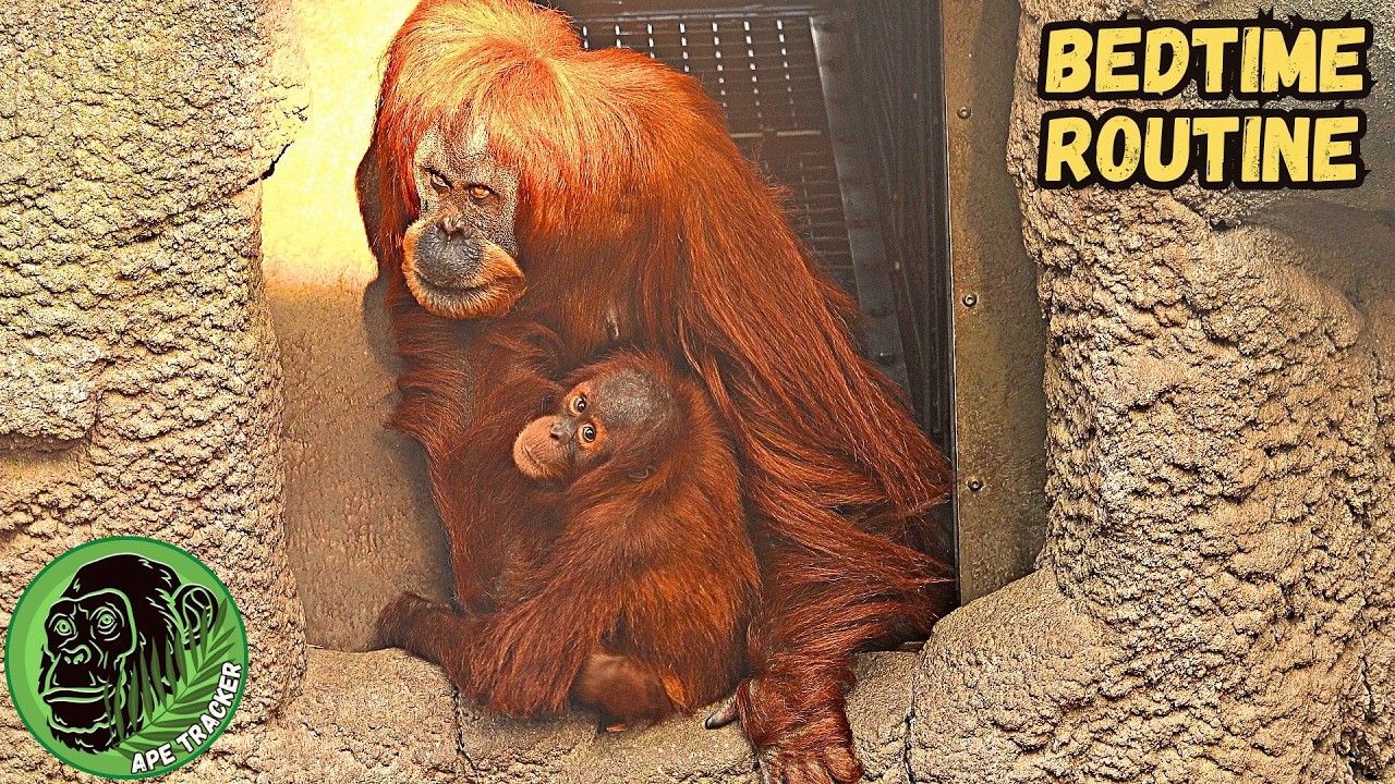 Orangutan Mom Is Loving But Firm With Toddler Daughter 🦧🧡