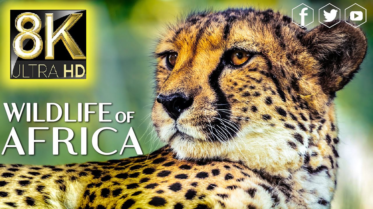 Wildlife of Africa in 8K ULTRA HD / 8K TV • Nature Sounds Relaxing ...