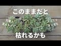 #634【寒さで傷んだ多肉の見分け方】簡単お手入れで春には復活。多肉植物