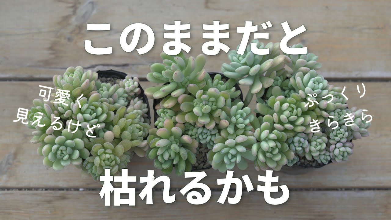 ☆彩之助☆ 多肉植物 １５点 634 [How to tell if your succulents have been damaged by the cold
