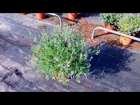 Teucrium fruticans