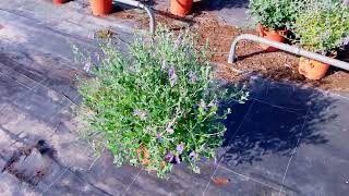 Teucrium Fruticans