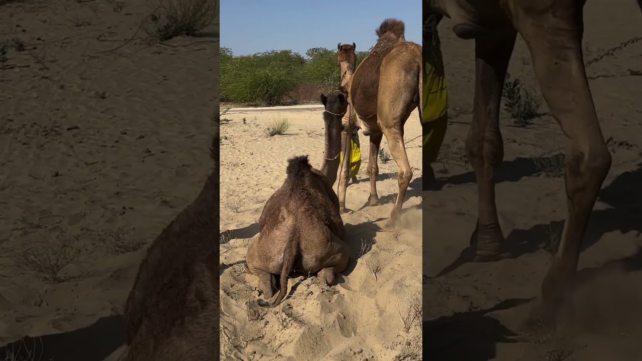 Camel beautiful and loving video of 2026 Subscribe plzzz 
