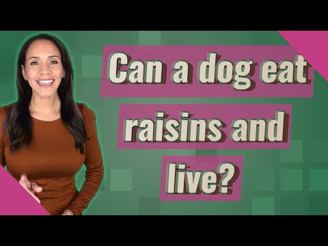 Video: Kab Zuag Thiab Raisins Toxic To Dog - Khoom Noj Khoom Haus Nuggets Aub