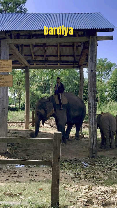 Bardiya hattisar #guitar #beach #music #travel #elephant #nepalichannel #dvlottery #comedydurbar
