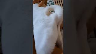 #mypug #cat #speakpug #cute #pets #animals #pug #pet #dog #familypugs #shorts