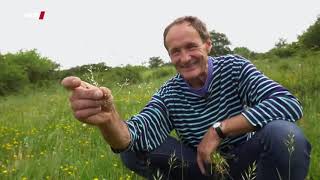 Insektensterben - Wie retten wir wilde Wiesen | WDR Doku