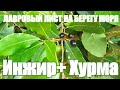 🍃Лаврушка. Инжир. Дагомыс