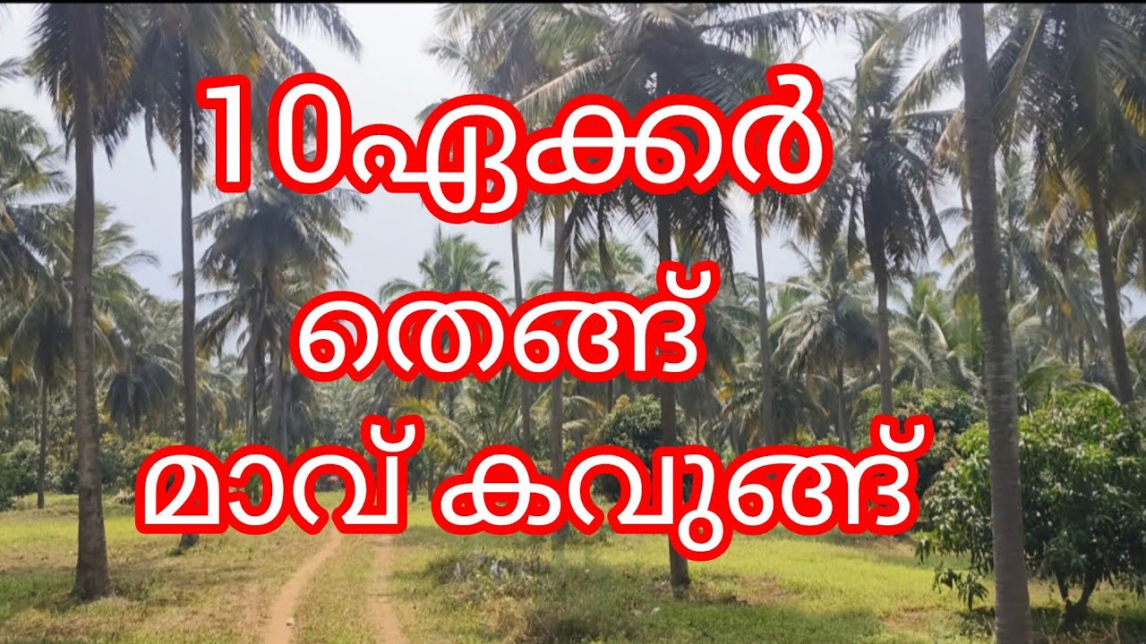 10ഏക്കർ  തെങ്ങ് മാവ് കവുങ്ങ് വീട്.