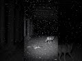 CCTV Camera Captures a Coyote Near the Highway Underpass at Night 01-23-2026 02:48 AM