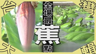 《台灣大輯》【搖滾蕉農自成一款  有汁有套有鐮刀 / 香蕉下去又上來  果釀濃醇潤喉 / 旗山最在地   古早味香蕉湯 / 香蕉芯入口有夠澀   香蕉編織全球珍品 】台灣第一等