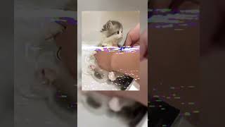 'Cutest Kittens Ever! 🐾💕 (Too Cute to Handle)'#kittens #cutecats #pets #kittenlove #catsoftiktok