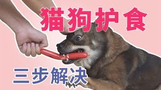 三步解决猫狗护食,猫咪行为训练八 by 猫奴补习班 4,483 views 2 years ago 3 minutes