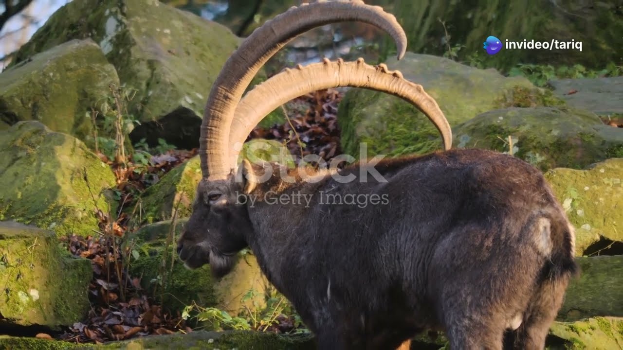 Majestic Ibex of Gilgit-Baltistan: Nature's Marvel