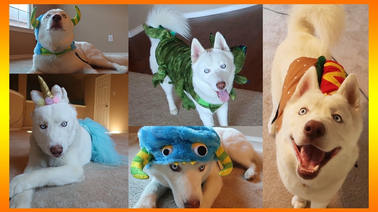 🎃 PICKING OUT MY DOG'S HALLOWEEN COSTUME! 🎃