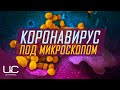 КИТАЙСКИЙ КОРОНАВИРУС ПОД МИКРОСКОП