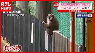 【オフィス街にサル】“ランチ”は公園で…東京・品川にきょうも出没