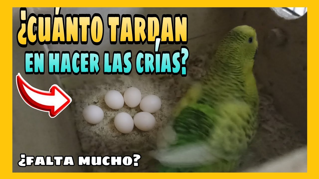 ¿CUANTO TARDAN EN NACER LAS CRIAS DE MIS PERIQUITOS? | TIEMPO ESTIMADO