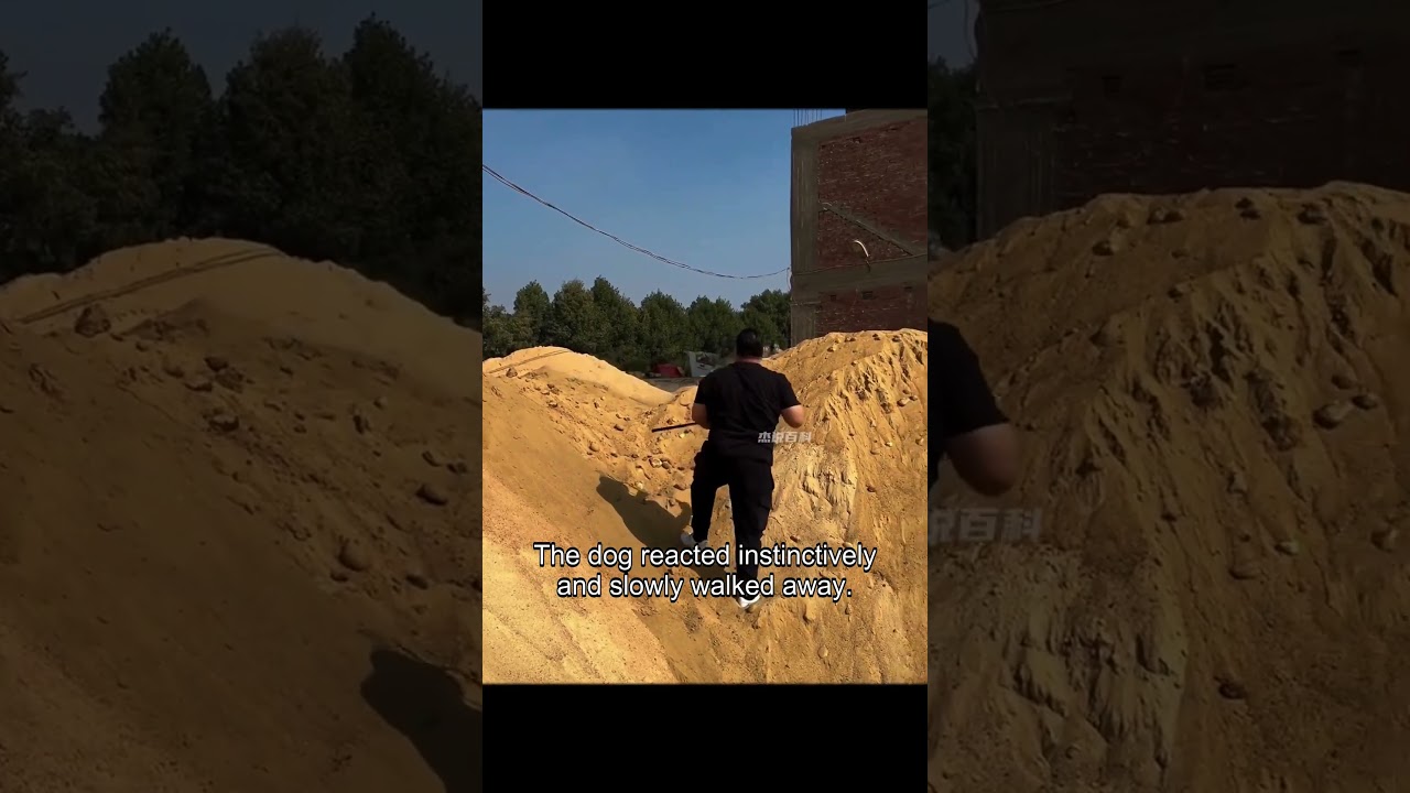 A stray dog injured its front leg. 