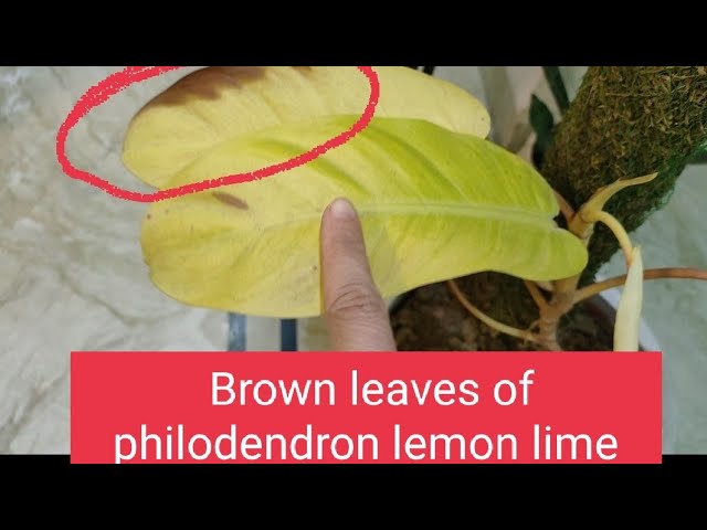 How to save dying philodendron lemon lime ? Why philodendron leaves turning  brown?