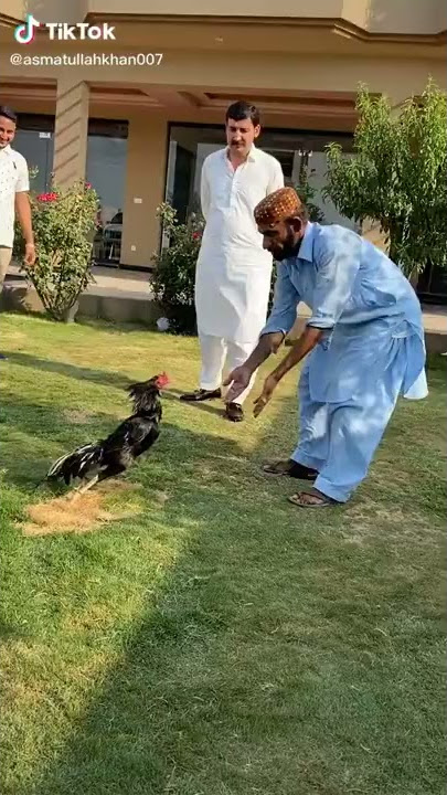 Tiktok Video (Aseel Murga)