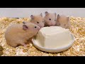 かわいいかわいいかわいいかわいいかわいいかわいいかわいいかわいいかわいい