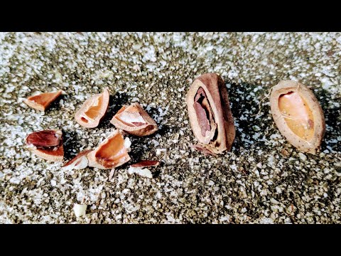 Java Almond (Canarium vulgare)