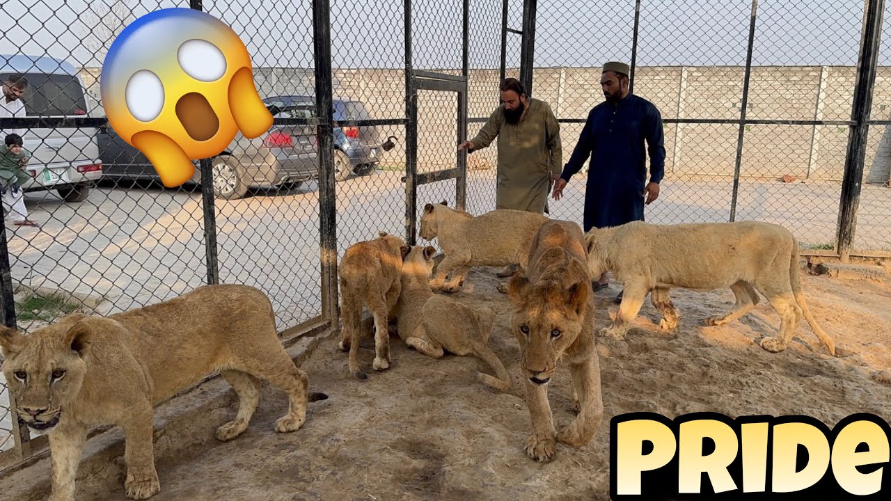 Pride Junaid Ko Daikh Kay Pagal Ho Geya 😱🐯🦁