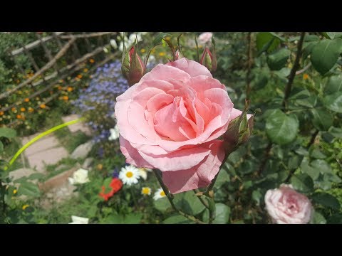 Vídeo: Rose Queen Elizabeth: reina del jardí