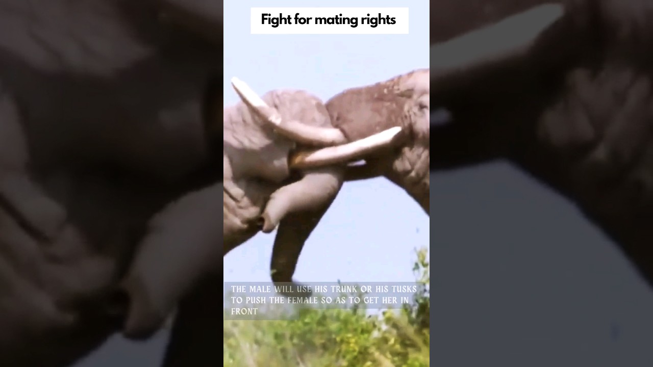 Bull (Male) elephant becomes aggressive during mating season 