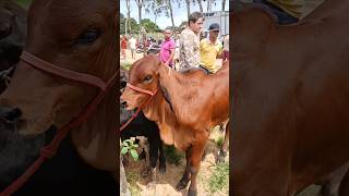 lindo bezerro gir na feira do gado em São Benedito Ceará dia 11/04/26
