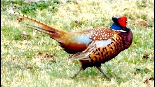 Common Pheasant Making Quick Repeated Sounds While Taking A Walk In Our Garden