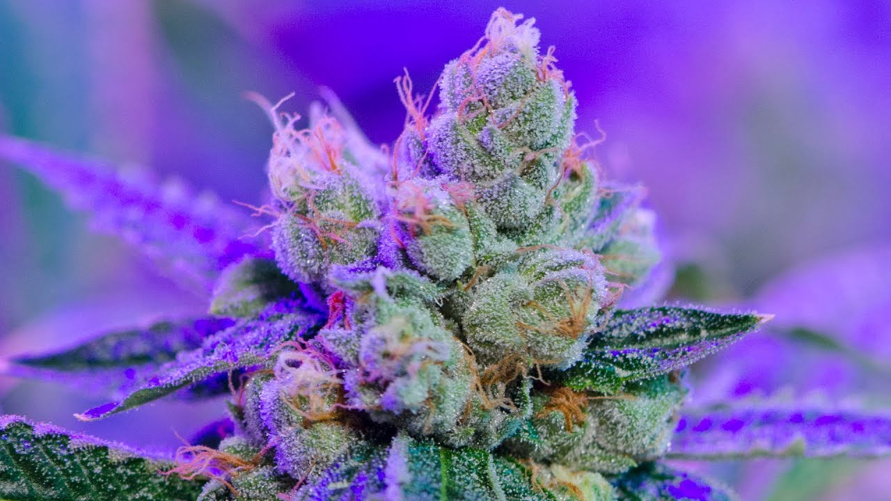 Lil Yachty - 66 ft. Trippie Redd (Slowed Down)