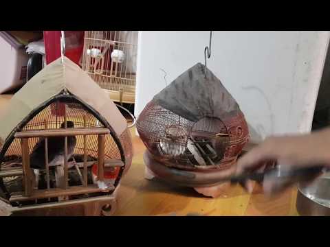 Video Cách chăm cu gáy bổi khi mới bắt về sao cho nhanh... - youtube