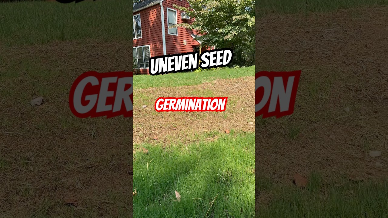 The Frustrations of Seeding a Lawn 