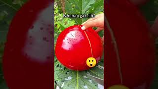 Buah Semangka Merah Kulit Sampe Isinya Merah Red Watermelon