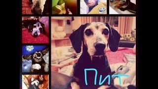 Моя собака Пит :* Самый лучший пес ❤ Моя собака Пит :* Самый лучший пес ❤