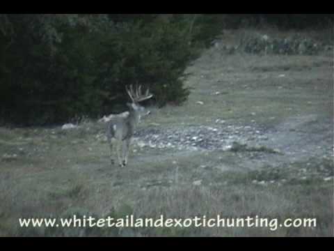 Texas Hill Country Trophy Buck