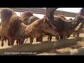 Fit Sister visits Camelicious farm and factory in Dubai