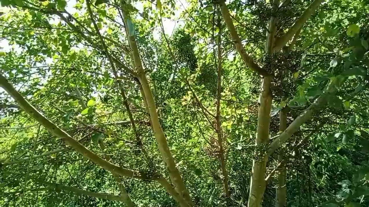 Can you spot the monkey feasting on our figs?