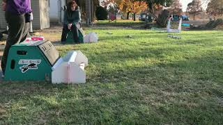 Flyball Practice 11/21/20