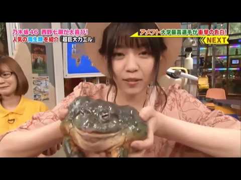 [Nogizaka46] Nanase Nishino loves frogs♡ [Naachan]